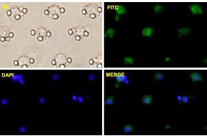 Image no. 6 for anti-POU Class 5 Homeobox 1 (POU5F1) (AA 81-164) antibody (ABIN519056)