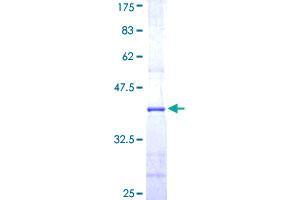 Image no. 1 for Cullin 5 (CUL5) (AA 1-100) protein (GST tag) (ABIN1350771) (Cullin 5 Protein (CUL5) (AA 1-100) (GST tag))