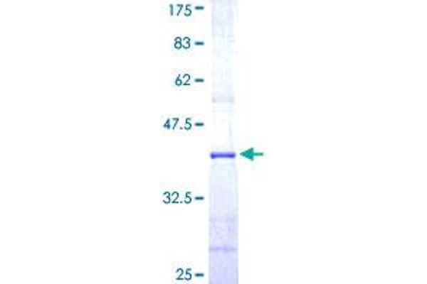 Cullin 5 Protein (CUL5) (AA 1-100) (GST tag)