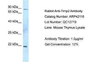 WB Suggested Anti-Timp2 Antibody  Titration: 0. (TIMP2 抗体  (C-Term))