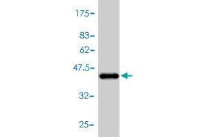 Western Blot detection against Immunogen (42. (NPPA 抗体  (AA 1-153))