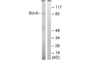 Western blot analysis of extracts from 293 cells, using Bcl-6 (Ab-333) antibody. (BCL6 抗体  (Ser333))