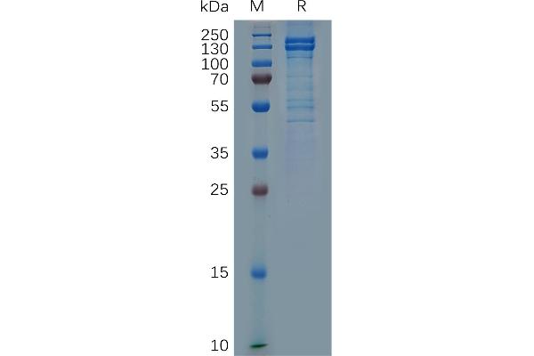 E-cadherin Protein (AA 23-706) (mFc Tag)