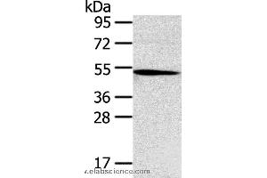 Western blot analysis of Hepg2 cell, using TNFRSF4 Polyclonal Antibody at dilution of 1:250 (TNFRSF4 抗体)