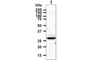 The cell lysate (40ug) were resolved by SDS-PAGE, transferred to PVDF membrane and probed with anti-human HTATIP2 antibody (1:1000). (HIV-1 Tat Interactive Protein 2, 30kDa (HTATIP2) 抗体)