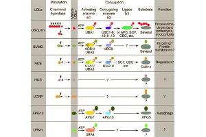 Conjugation pathways for ubiquitin and ubiquitin-like modifiers (UBLs). (Hub1 抗体)