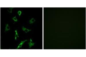 Immunofluorescence (IF) image for anti-Olfactory Receptor, Family 5, Subfamily B, Member 3 (OR5B3) (AA 157-206) antibody (ABIN2891023) (OR5B3 抗体  (AA 157-206))