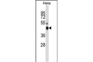 Western blot analysis in Hela cell line lysates (35ug/lane). (NONO 抗体  (N-Term))