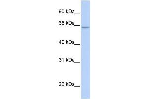 Human 721_B; WB Suggested Anti-ARID5A Antibody Titration: 0. (ARID5A 抗体  (N-Term))