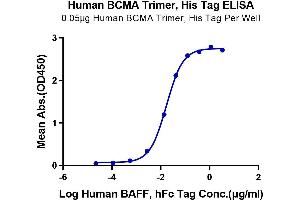 BCMA Protein (Trimer) (His-Avi Tag)