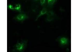 Immunofluorescence (IF) image for anti-Beclin 1, Autophagy Related (BECN1) antibody (ABIN1496870) (Beclin 1 抗体)