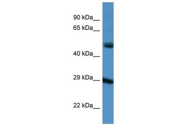 Gap Junction Protein, delta 3, 31.9kDa (GJD3) (C-Term) 抗体