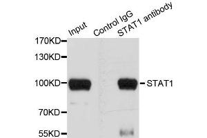 Immunoprecipitation analysis of 100 μg extracts of HeLa cells using 3 μg STAT1 antibody (ABIN5998974). (STAT1 抗体)