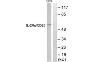 Western Blotting (WB) image for anti-Interleukin 2 Receptor, alpha (IL2RA) (AA 223-272) antibody (ABIN2888884) (CD25 抗体  (AA 223-272))