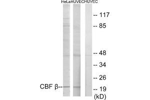 Western blot analysis of extracts from HeLa cells and HUVEC cells, using CBF beta antibody. (CBFB 抗体  (N-Term))