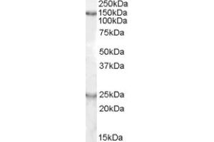 Image no. 1 for anti-KIAA0319 (KIAA0319) (Internal Region) antibody (ABIN374972) (KIAA0319 抗体  (Internal Region))