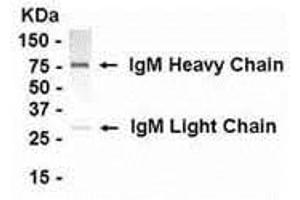 Western Blotting (WB) image for Chicken anti-Human IgM antibody (ABIN2469252)