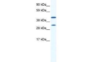 GJA1 antibody used at 0. (Connexin 43/GJA1 抗体  (N-Term))