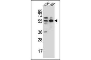 Western blot analysis of APPBP1 Antibody (Center) in K562,293 cell line lysates (35ug/lane). (NAE1 抗体  (Middle Region))
