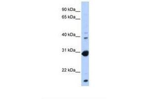 Image no. 1 for anti-Nuclear Receptor Subfamily 0, Group B, Member 2 (NR0B2) (AA 146-195) antibody (ABIN6737786) (NR0B2 抗体  (AA 146-195))