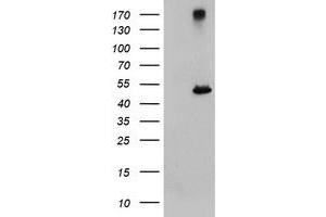 Image no. 1 for anti-Carboxypeptidase A1 (Pancreatic) (CPA1) antibody (ABIN1497593) (CPA1 抗体)