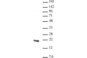 Hmgn2 pAb tested by Western blot. (HMGN2 抗体  (N-Term))