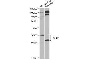 Western blot analysis of extracts of various cell lines, using DLX3 Antibody (ABIN5975440) at 1/1000 dilution. (DLX3 抗体)