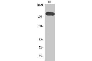 Western Blotting (WB) image for anti-Tuberous Sclerosis 2 (TSC2) (Tyr228) antibody (ABIN3180374) (Tuberin 抗体  (Tyr228))
