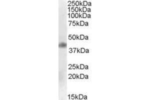 Western Blotting (WB) image for anti-Meis Homeobox 1 (MEIS1) (AA 198-210) antibody (ABIN343138) (MEIS1 抗体  (AA 198-210))