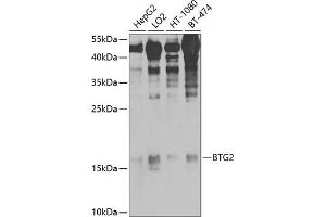 Western blot analysis of extracts of various cell lines, using BTG2/PC3 antibody (ABIN6127511, ABIN6137685, ABIN6137686 and ABIN6225177) at 1:1000 dilution. (BTG2 抗体  (AA 1-158))