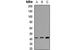 Western blot analysis of MAS1L expression in HEK293T (A), NIH3T3 (B), PC12 (C) whole cell lysates. (MAS1L 抗体  (Center))
