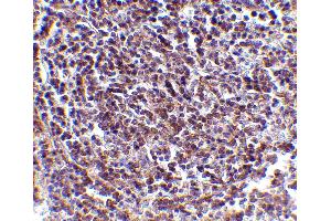 Immunohistochemistry (IHC) image for anti-Apoptosis, Caspase Activation Inhibitor (AVEN) (N-Term) antibody (ABIN1031252) (AVEN 抗体  (N-Term))