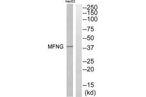 Western blot analysis of extracts from HepG2 cells, using MFNG antibody. (Manic Fringe 抗体  (Internal Region))