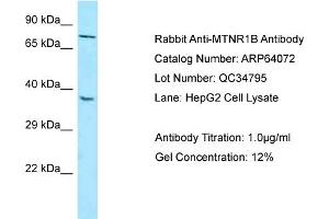 Western Blotting (WB) image for anti-Melatonin Receptor 1B (MTNR1B) (N-Term) antibody (ABIN971206) (Melatonin Receptor 1B 抗体  (N-Term))