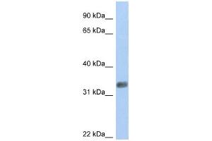 Western Blotting (WB) image for anti-Purine-Rich Element Binding Protein G (PURG) antibody (ABIN2459404) (PURG 抗体)