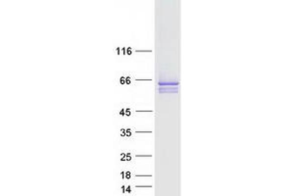 SYT2 Protein (Transcript Variant 2) (Myc-DYKDDDDK Tag)