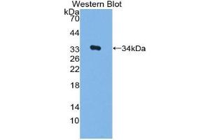 Western blot analysis of the recombinant protein. (MYB 抗体  (AA 35-291))