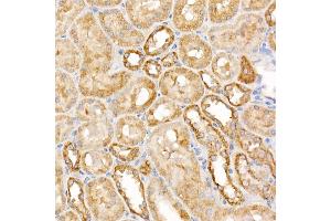Immunohistochemistry of paraffin-embedded rat spleen using  Rabbit pAb (ABIN3021090, ABIN3021091, ABIN3021092 and ABIN6213948) at dilution of 1:50 (40x lens). (ATG7 抗体  (AA 500-676))