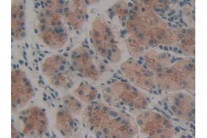 DAB staining on IHC-P; Samples: Human Stomach Tissue (Thrombopoietin 抗体  (AA 25-298))