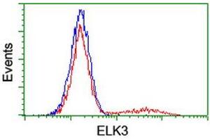 Image no. 2 for anti-ELK3, ETS-Domain Protein (SRF Accessory Protein 2) (ELK3) antibody (ABIN1498006) (ELK3 抗体)