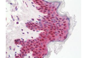 Anti-ETV6 / TEL antibody IHC staining of human skin. (ETV6 抗体  (AA 84-111))