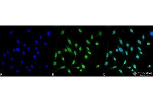 Immunocytochemistry/Immunofluorescence analysis using Mouse Anti-GRP78 Monoclonal Antibody, Clone 3C5-1A4 . (GRP78 抗体  (APC))