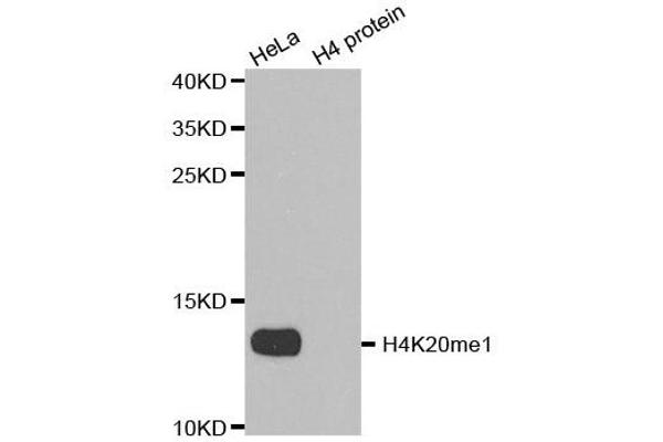 Histone H4 抗体  (meLys20)