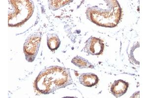 Formalin-fixed, paraffin-embedded human Testis stained with gp100 / Melanosome Monoclonal Antibody (HMB45 + PMEL/783). (Melanoma gp100 抗体)