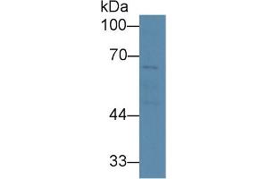 Detection of SERT in Human Liver lysate using Polyclonal Antibody to Serotonin Transporter (SERT) (SLC6A4 抗体  (AA 181-252))