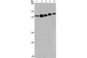 Western Blotting (WB) image for anti-Heterogeneous Nuclear Ribonucleoprotein L (HNRNPL) antibody (ABIN2433134) (HNRNPL 抗体)