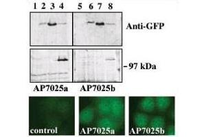 western blot analysis of GFP fusion protein expression in Panc-1 cells by using an anti-GFP antibody. (PRKD3 抗体  (C-Term))