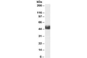 Western blot testing of human adipose lysate with FBXL3 antibody at 1ug/ml. (FBXL3 抗体)