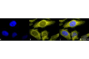 Immunocytochemistry/Immunofluorescence analysis using Rat Anti-TCP1-alpha Monoclonal Antibody, Clone 91a . (TCP1 alpha/CCTA 抗体  (C-Term) (Atto 594))