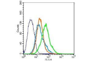 293FT cells probed with Rabbit Anti-CCR10 Polyclonal Antibody, Unconjugated  at 1:20 for 30 minutes followed by incubation with a conjugated secondary -FITC) (green) for 30 minutes compared to control cells (blue), secondary only (light blue) and isotype control (orange). (CCR10 抗体  (AA 1-52))